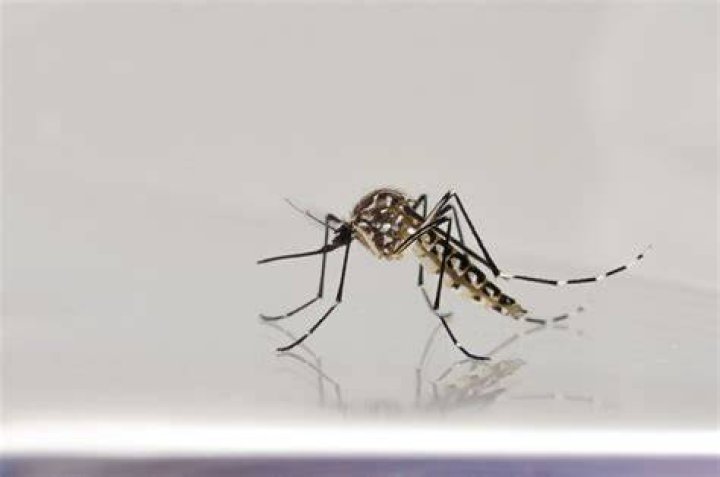 Aedes agypti net