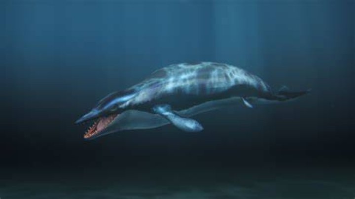 Ancient Whales | When Whales Walked