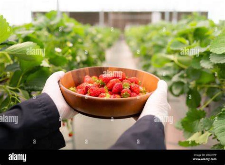 Are organic strawberries safe?