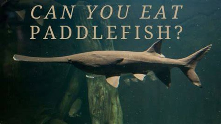 Are paddlefish good eating?