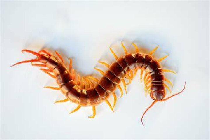 Are there poisonous centipedes in California?