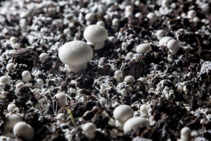 Baby Champignons Wanneer?