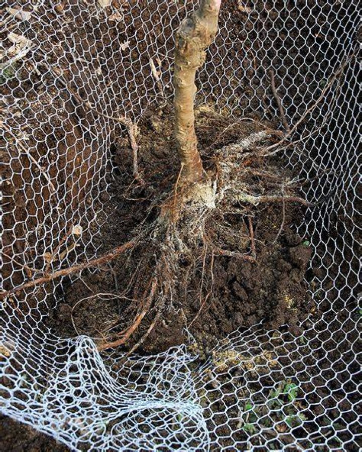 Can roots grow through gopher wire?