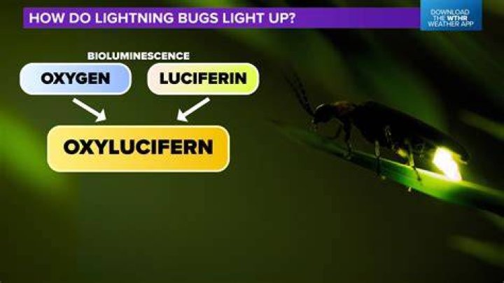 Can you raise lightning bugs?