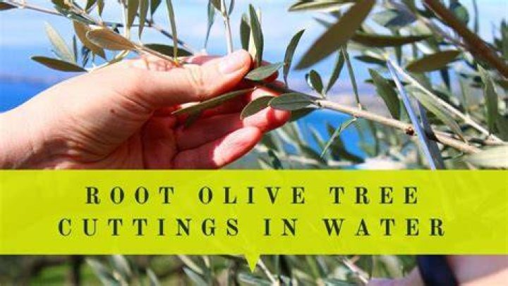 Can you root olive tree in water?