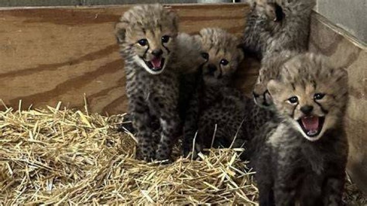 Cheetah cubs were critically injured when their mother became nervous. They went through three major surgeries, hundreds of stitches, and nearly died from the infected wounds. Now the keepers hope that another cheetah at the zoo will adopt them. 