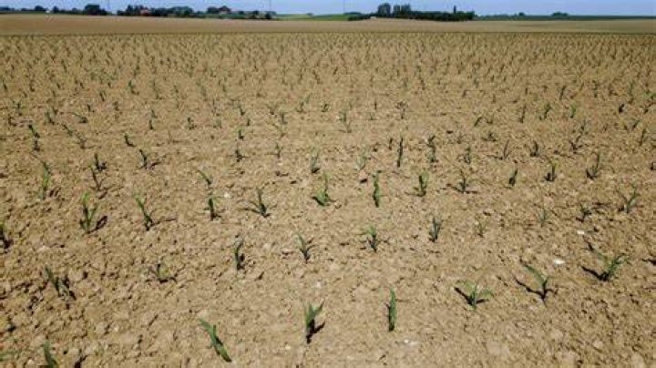 Climate change made global summer droughts 20 times more likely
