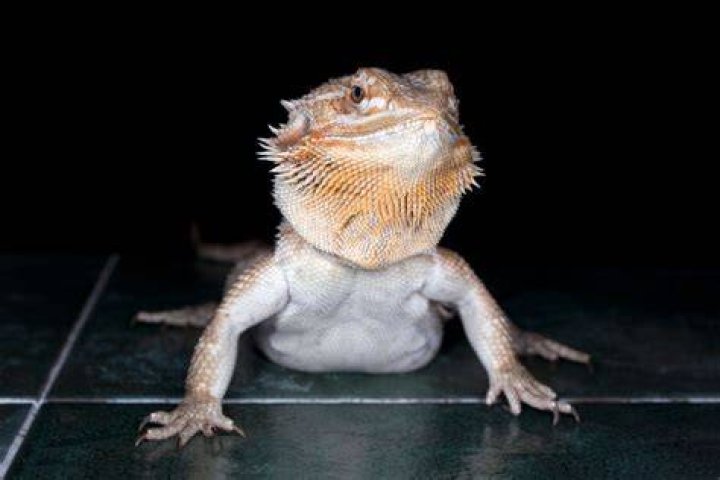 Do bearded dragons run on their back legs?
