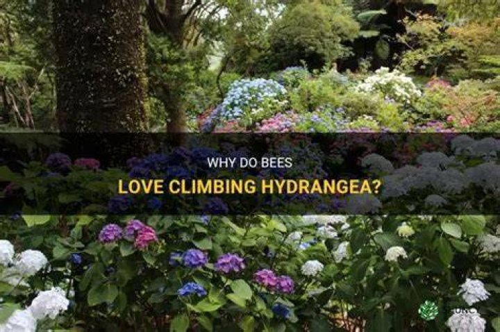 Do bees like climbing hydrangea?
