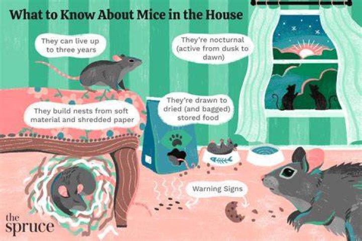 Do mice find their way back to your house?