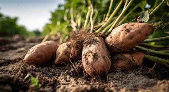 Do potatoes take away swelling?