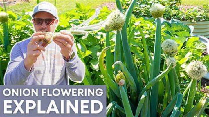 Do spring onions get flowers?