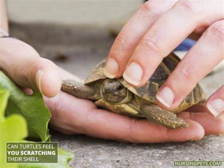 Do turtles feel when you touch their shell?
