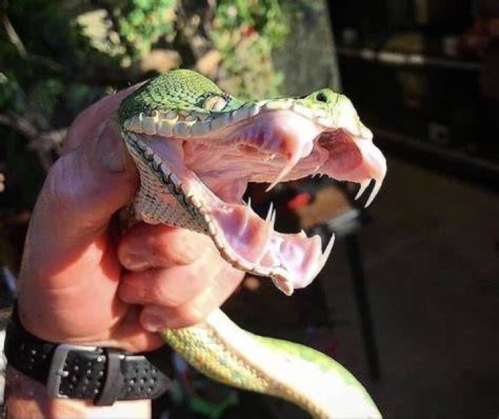 Does an emerald tree boa bite hurt?