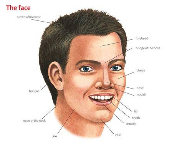 Face, Hair, Cheek, Chin, Neck, Skin, Nose, Lip, Ear, Jaw, Face, Hair, Cheek, Chin, Neck, Skin, Nose, Lip, Ear, Jaw,