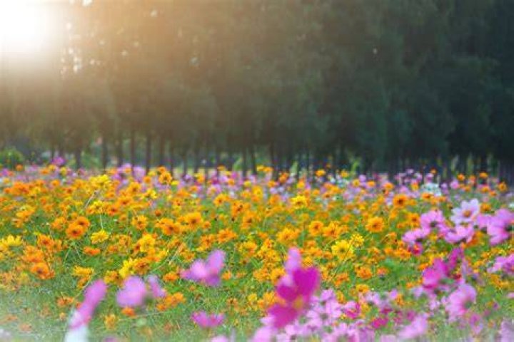 Fiori di primavera: quali sono