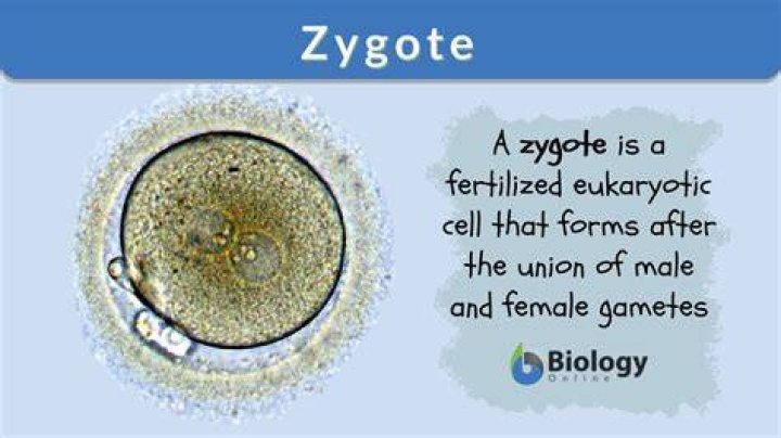 Glossary Definition: Zygote