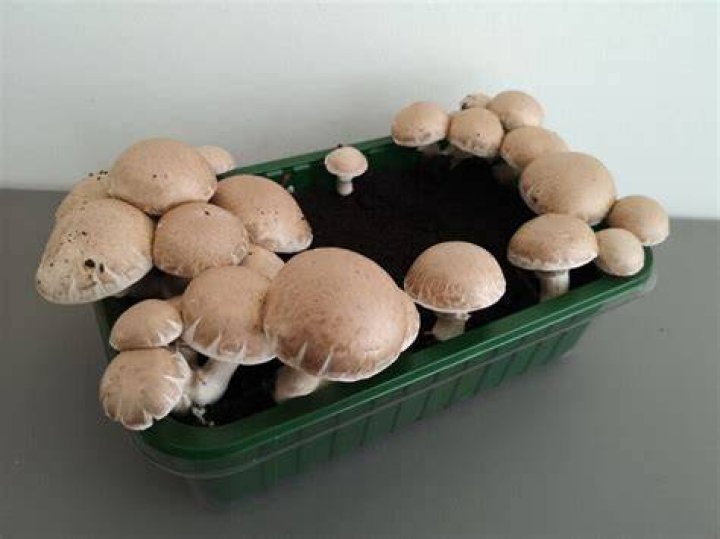 Hoe Champignons Kweken?