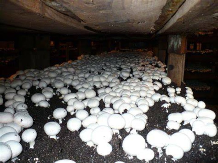 Hoe Groeien Champignons?