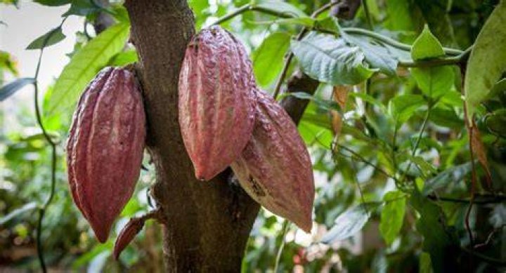 Hoe Groeit Cacao?