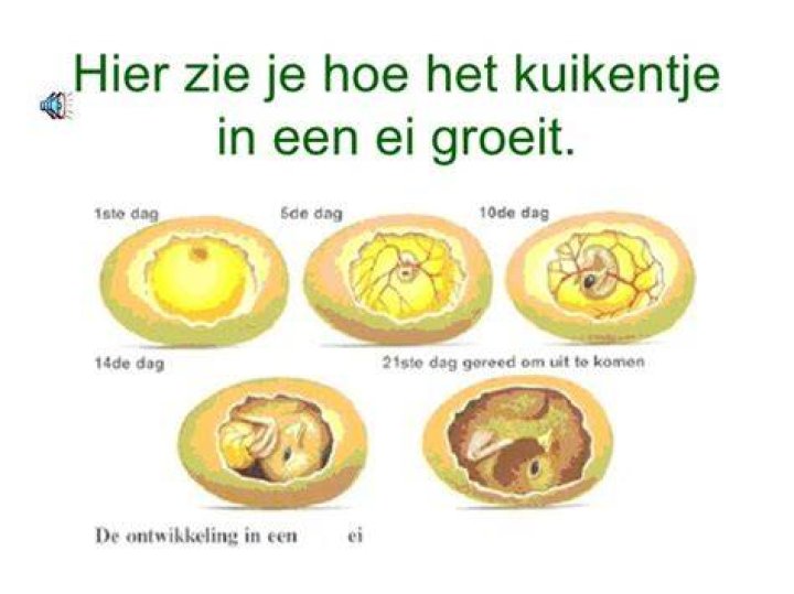 Hoe Groeit Een Vogel In Een Ei?