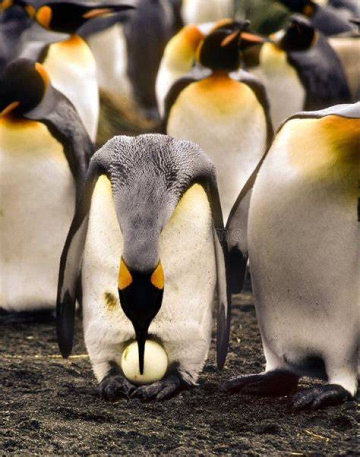 Hoe Groot Is Een Ei Van Een Pinguin? (Question)