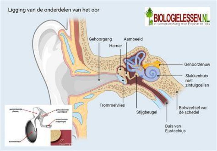 Hoe Heet Het Trillen Op Een Noot?