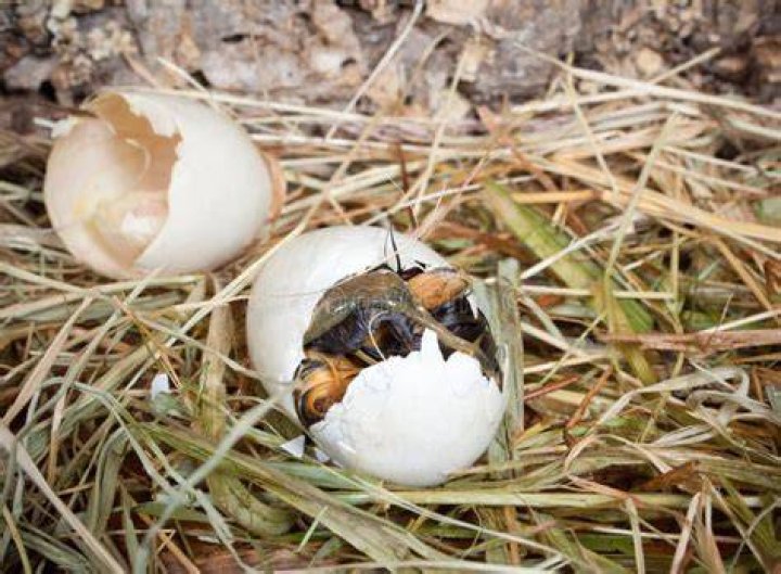 Hoe Komt Een Vogel Uit Het Ei? (TOP 5 Tips)