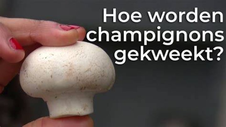Hoe Kweek Ik Champignons?