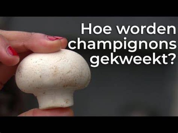 Hoe Kweek Je Champignons?