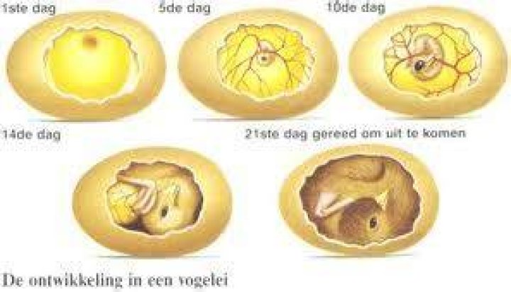 Hoe Lang Kippenei Uitbroeden?