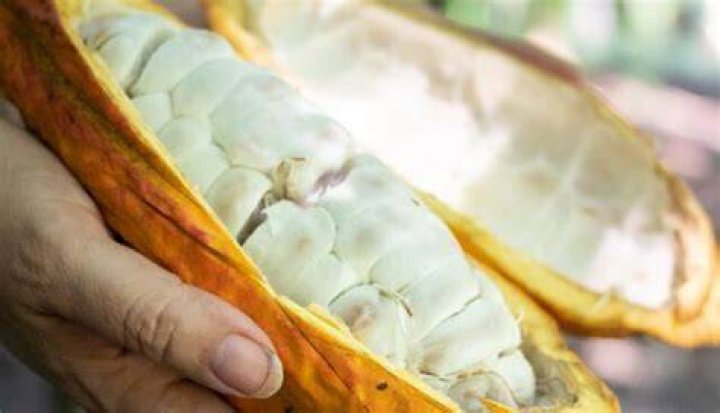 Hoe Maak Je Cacaoboter?