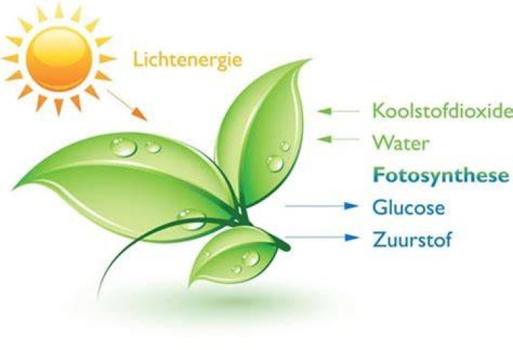 Hoe Maakt Een Plant Zetmeel?