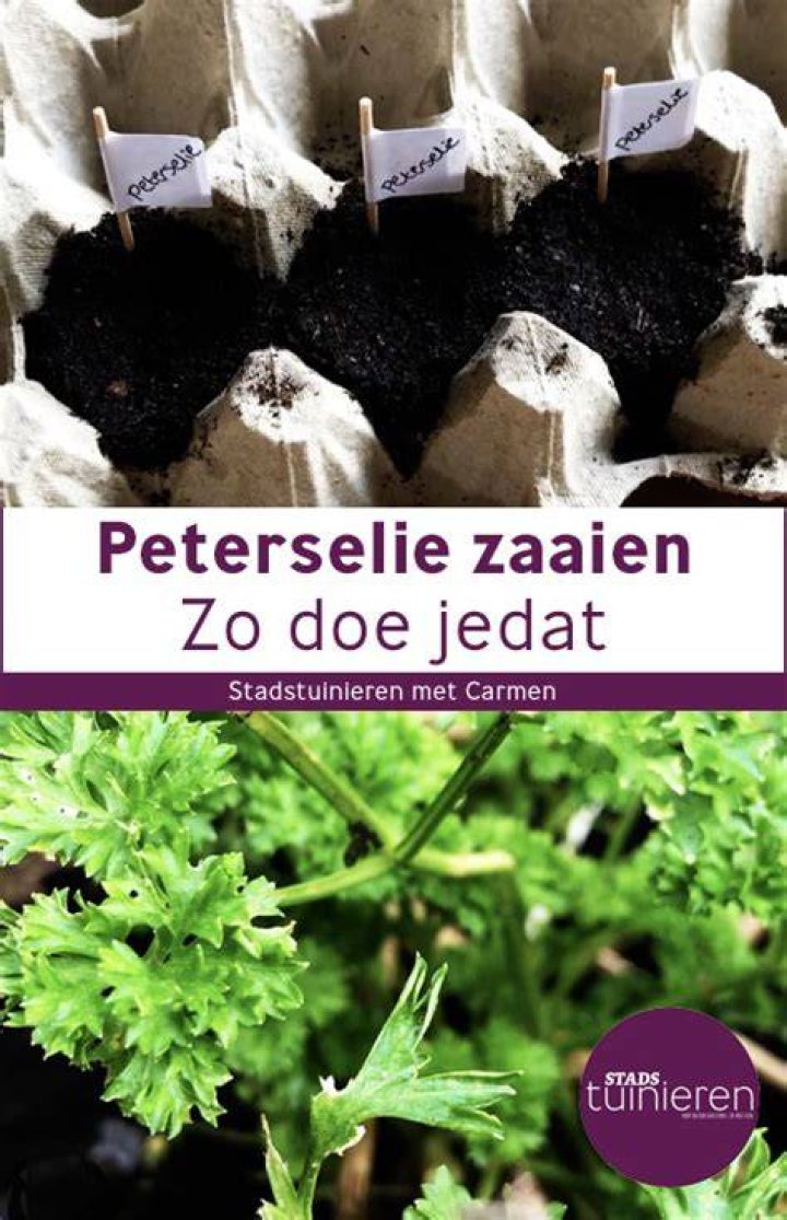 Hoe Peterselie Zaaien?