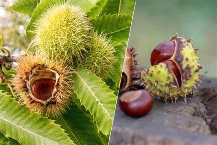 Hoe Plant Je Een Kastanje?