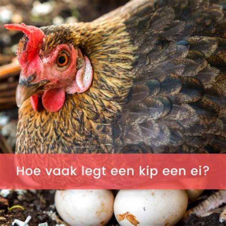 Hoe Vaak Legt Een Valkparkiet Een Ei? (Question)