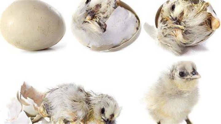 Hoe Weet Je Van Welke Vogel Een Ei Is? (Question)