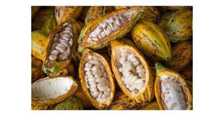 Hoe Wordt Cacao Gemaakt?