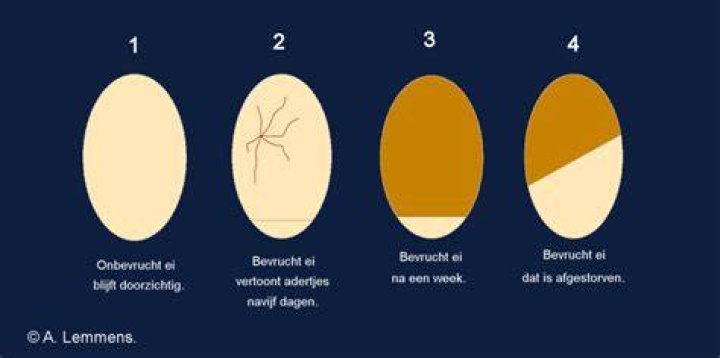 Hoe Wordt Kippenei Bevrucht?