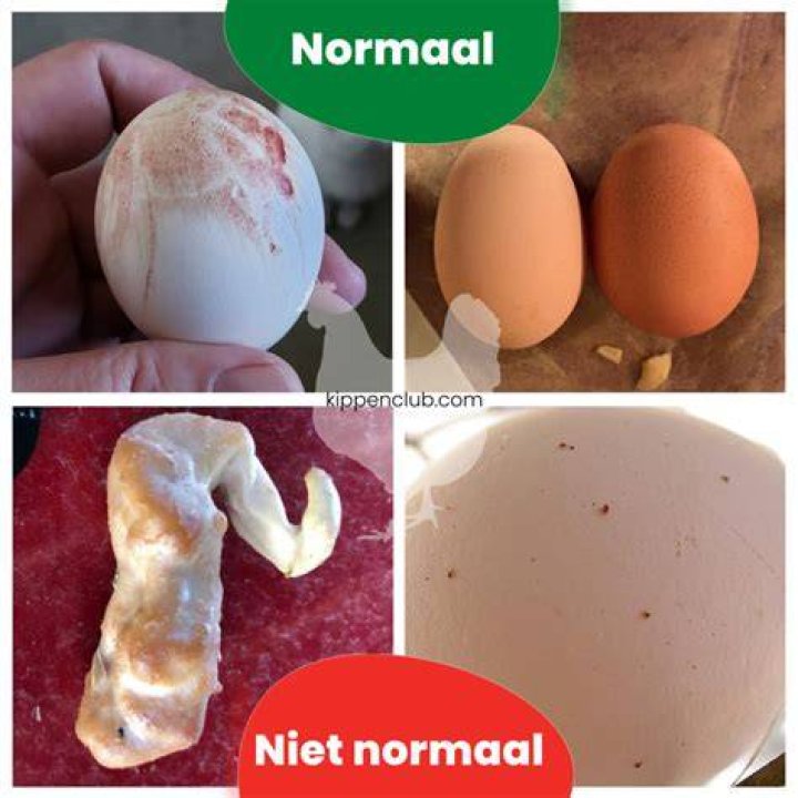 Hoe Zwaar Is Een M Ei? (Solution found)