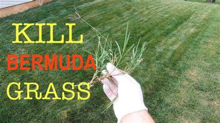 How do I kill Bahia grass without killing Bermuda?
