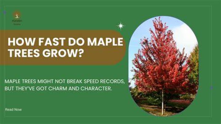 How do maple trees grow in India?