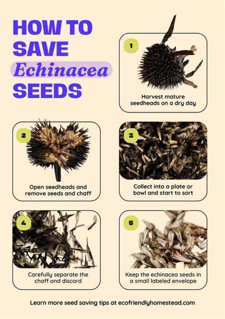 How do you germinate echinacea seeds?
