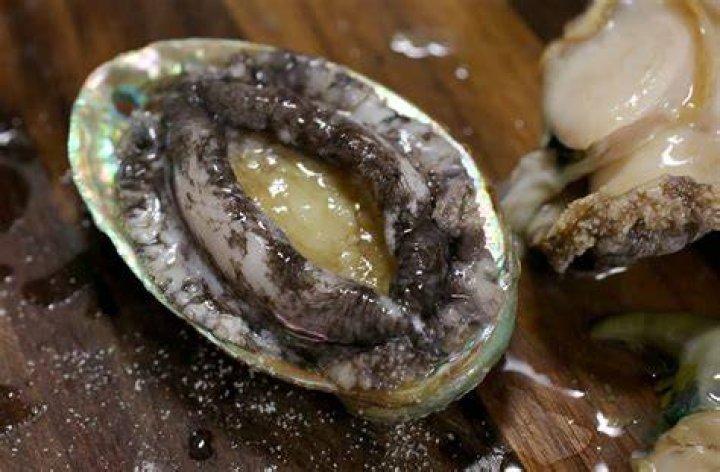 How do you keep abalone alive at home?