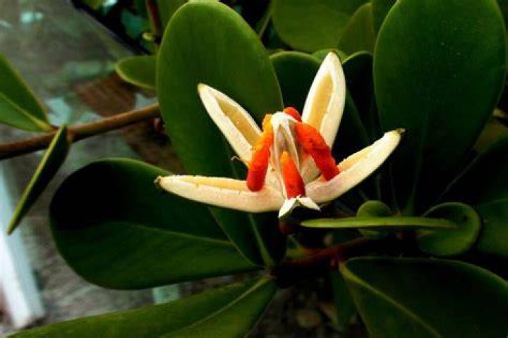 How do you make Clusia grow faster?