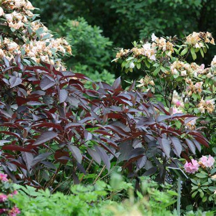 How do you prune Aspera hot chocolate hydrangeas?