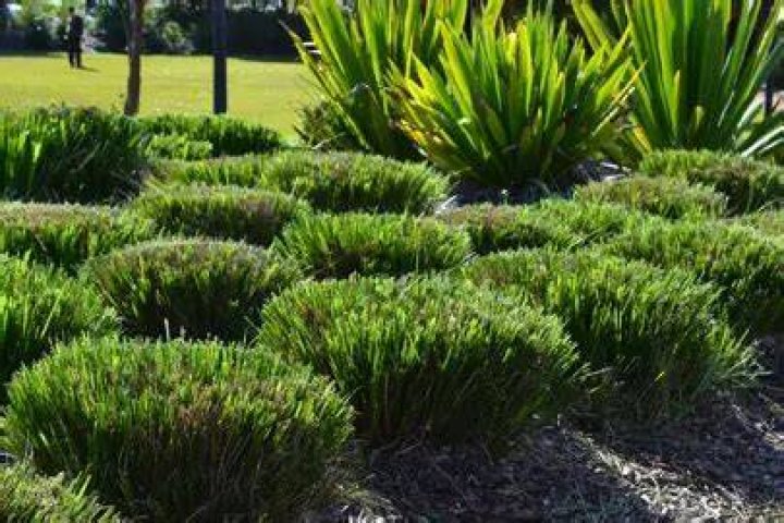 How do you prune Lomandra?