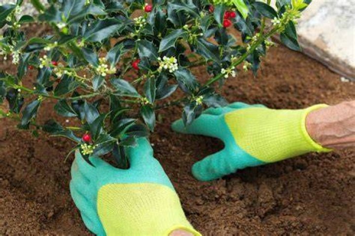 How do you root a holly tree from a cutting?