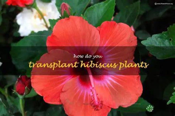 How do you transplant a mature hibiscus?