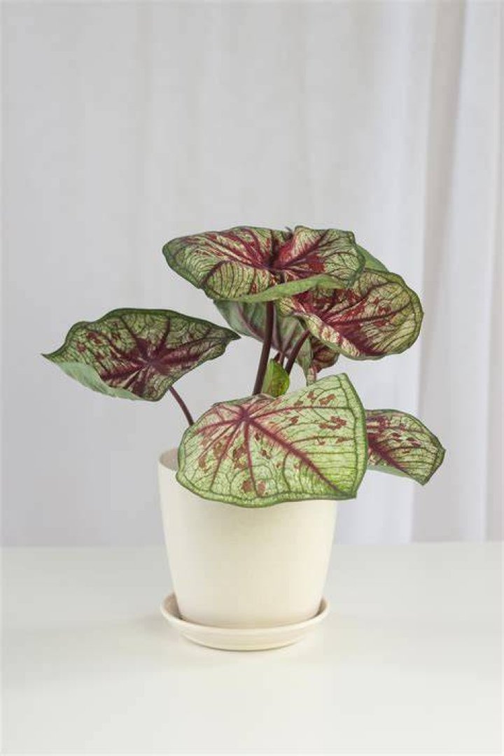 How long do caladium plants last?